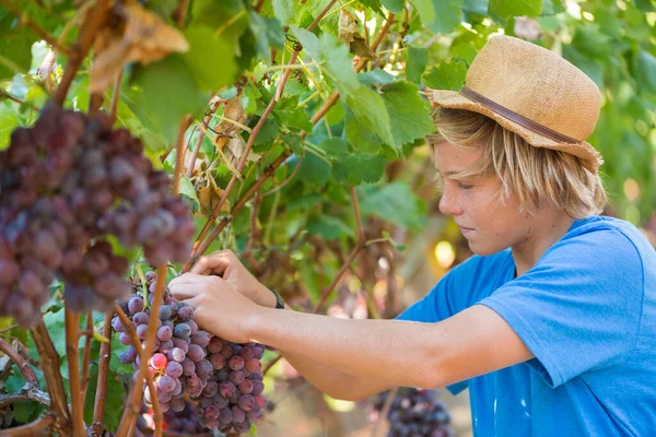 Remaja Pirang Dengan Topi Jerami Memetik Anggur Matang — Stok Foto