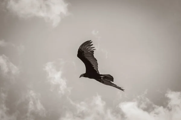 Tropical Black Turkey Vulture Cathartes Aura Aura Blue Sky Mexico — Stock Photo, Image