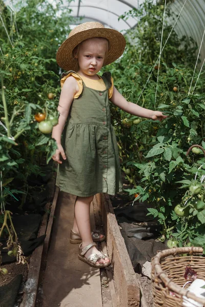 Seorang Gadis Kecil Dengan Topi Jerami Memetik Tomat Rumah Kaca — Stok Foto