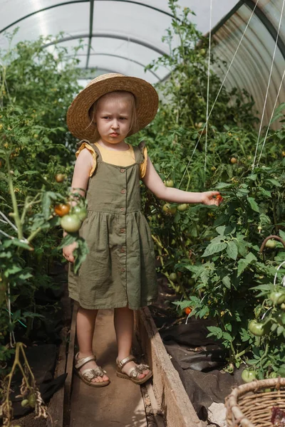 Una Niña Con Sombrero Paja Está Recogiendo Tomates Invernadero Concepto —  Fotos de Stock