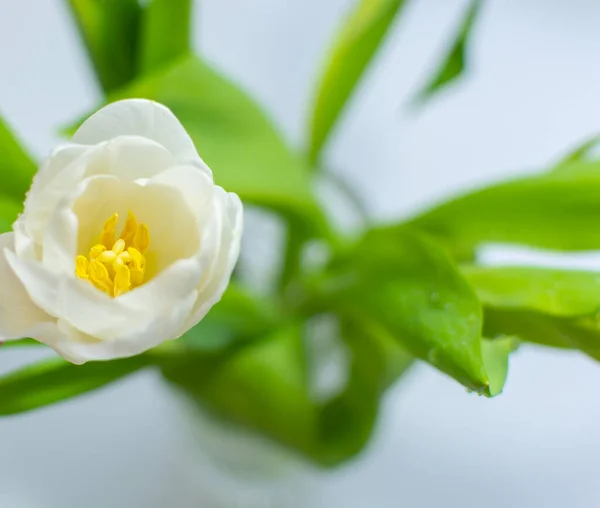 Tulipano Bianco Con Foglie Vista Dall Alto — Foto Stock