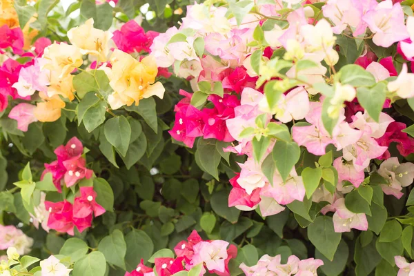 Vista Perto Belas Flores Florescendo Conceito Hora Verão — Fotografia de Stock