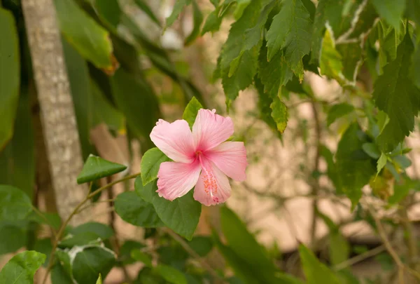 Růžové Makro Ibišek Květ Rozmazané Zelené Listy Pozadí — Stock fotografie