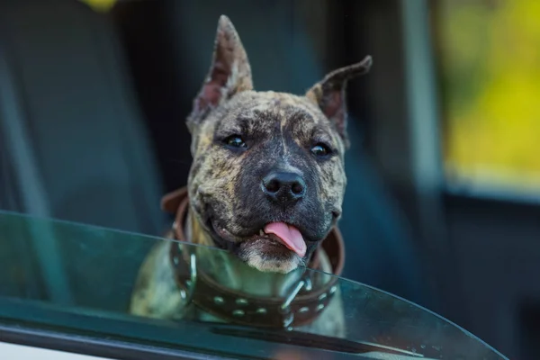 Dog Peeking Out Car Window — Stock Photo, Image