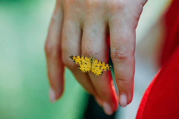 Gros Plan Papillon Perché Sur Les Doigts Une Prêtresse Rite — Photo