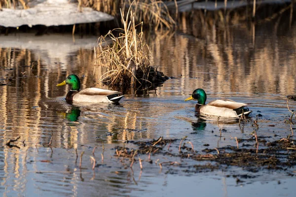 Mallard Ducks Saskatchewan Természet Háttér — Stock Fotó