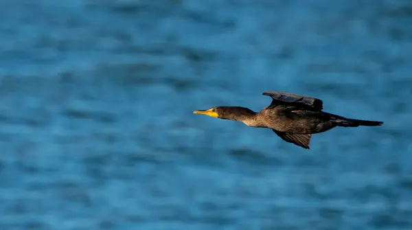 Cormorants Flight Nature Background — Stock Photo, Image