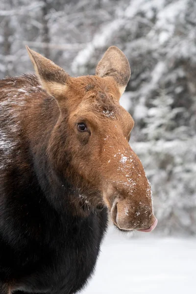 Winter Moose Manitoba Fondo Naturaleza —  Fotos de Stock