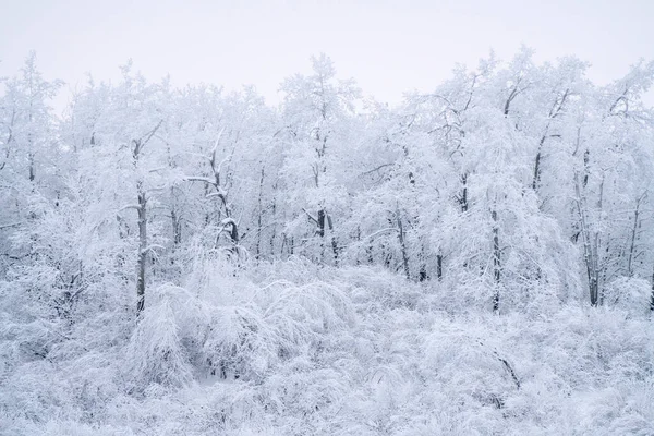 Зима Манитобе Природе — стоковое фото