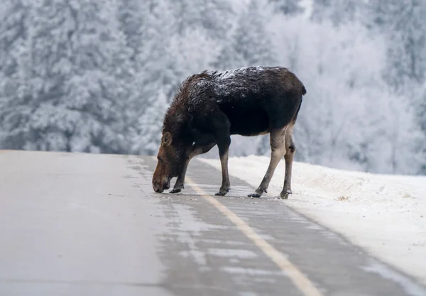 Winter Moose Manitoba Nature Background — Stock Photo, Image