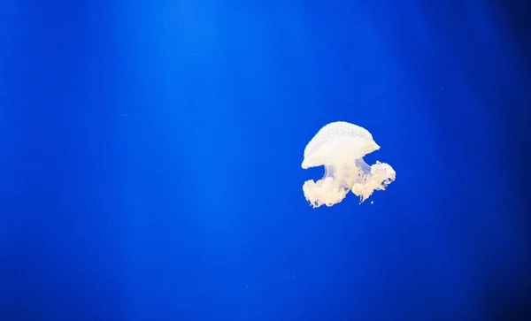 Close Jellyfish Swimming Sea — Foto Stock