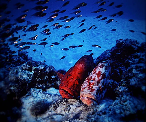 Beautiful Philippines Underwater Pictures — Stock fotografie