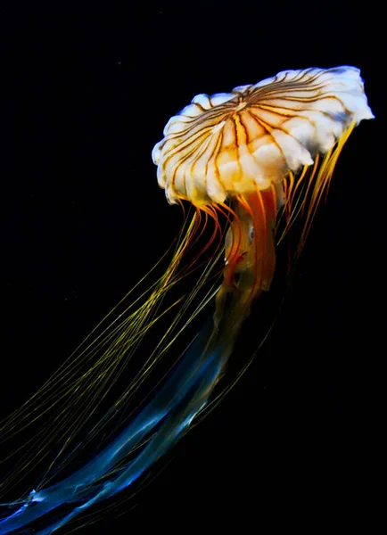 Hermosas Medusas Submarinas Filipinas — Foto de Stock