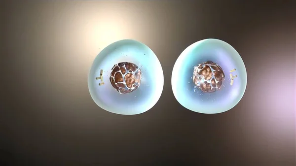 細胞分裂 ミトシスの3D医療イラスト — ストック写真