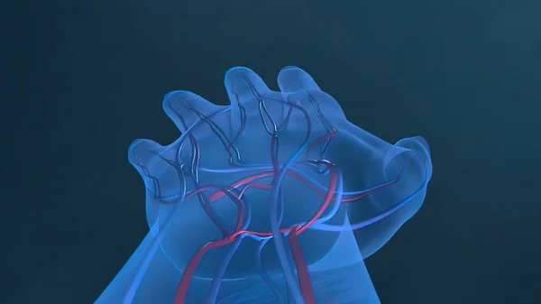 Tiede Anatomia Skannaus Ihmisen Verisuonten — kuvapankkivalokuva