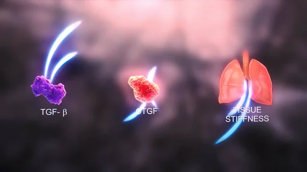 Współczynnik Wzrostu Tkanki Łącznej Sprzyja Proliferacji Różnicowaniu Chondrocytów — Zdjęcie stockowe