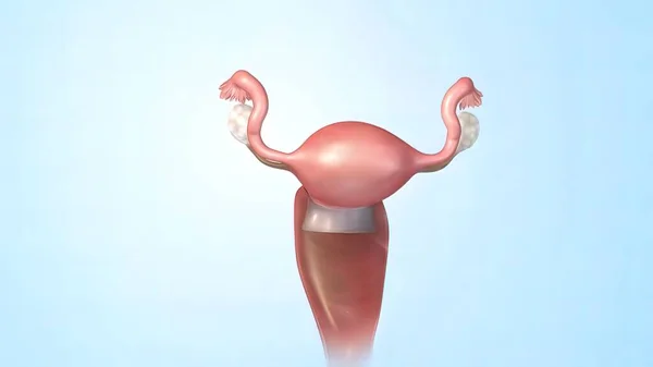 Женская Репродуктивная Система Анатомия — стоковое фото
