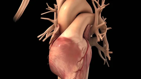 Chirurgia Bypass Dell Arteria Coronaria Viene Eseguita Utilizzando Vaso Sanguigno — Foto Stock