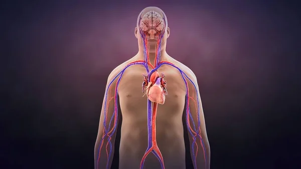Ilustração Anatomia Batimento Cardíaco Humano — Fotografia de Stock