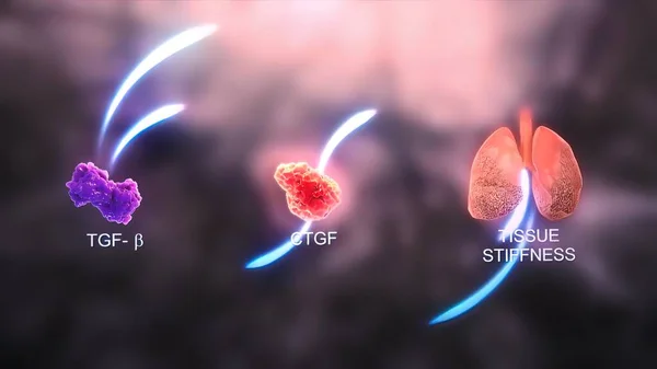 Współczynnik Wzrostu Tkanki Łącznej Sprzyja Proliferacji Różnicowaniu Chondrocytów — Zdjęcie stockowe
