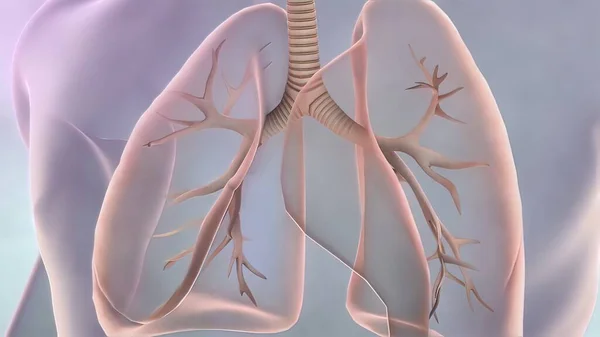 Akciğer Kanseri Zatürree Astım Koah Akciğer Hipertansiyonu Tütün Günü Olmayan — Stok fotoğraf