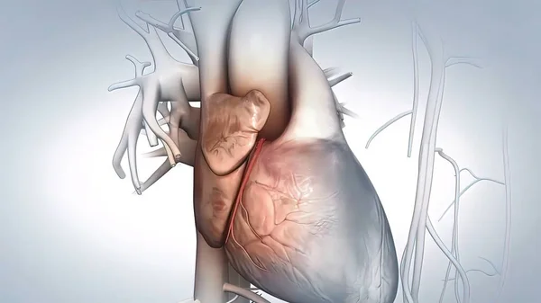 冠状动脉的解剖 — 图库照片
