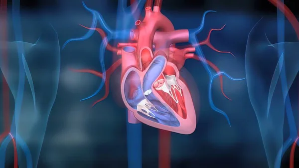 Сердце Кровеносная Система — стоковое фото