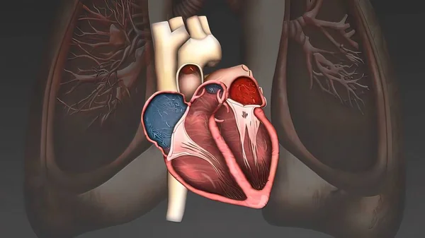 Vetenskapligt Korrekt Simulering Blodflödet Hjärtat — Stockfoto