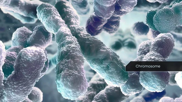 Kromosom Och Dna Cellkärnan — Stockfoto