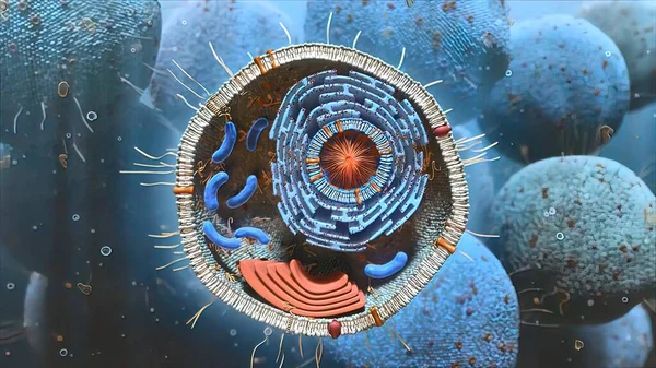 Estructura Componentes Celulares Mitocondrias Núcleo Citoplasma — Foto de Stock