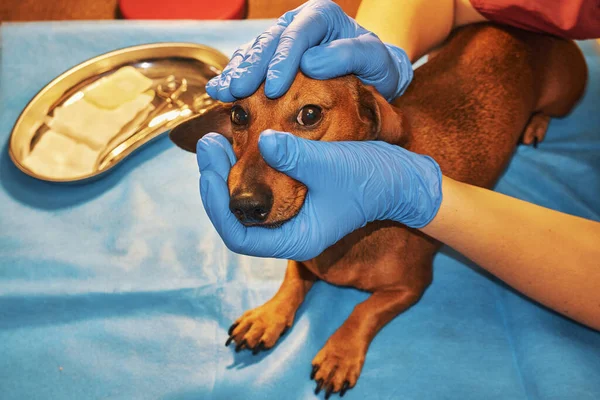 Pes Vyšetření Veterinární Klinice — Stock fotografie