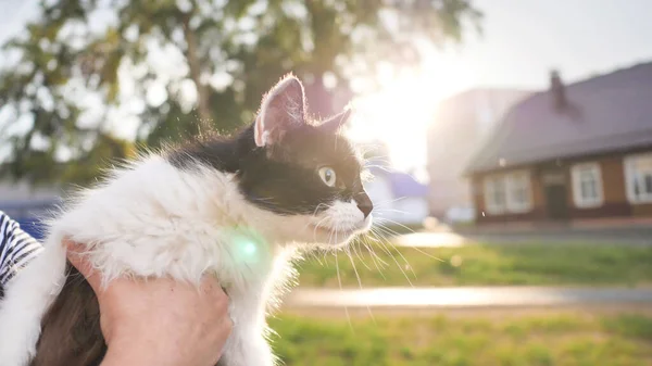 Czarno Biały Kot Rękach Właściciela Ulicy Godzinach Wieczornych — Zdjęcie stockowe
