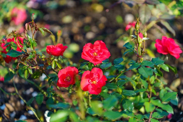 Delicada Rosa Roja Macizo Flores —  Fotos de Stock