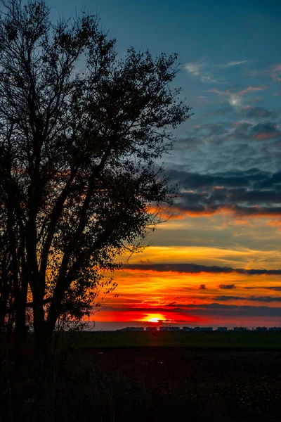 Silhuett Träd Solnedgången Träden Vid Solnedgången Fantastisk Himmel Och Solljus — Stockfoto