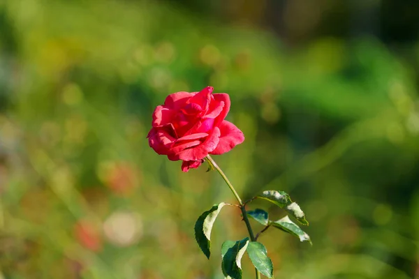 Delikatna Czerwona Róża Kwietniku — Zdjęcie stockowe
