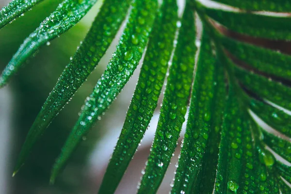 Deep Green Cycas Leaves Shot Close Water Drops Macro — Stock Photo, Image