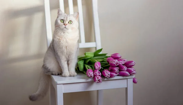 Beau Chat Blanc Est Assis Avec Bouquet Tulipes Sur Fond — Photo