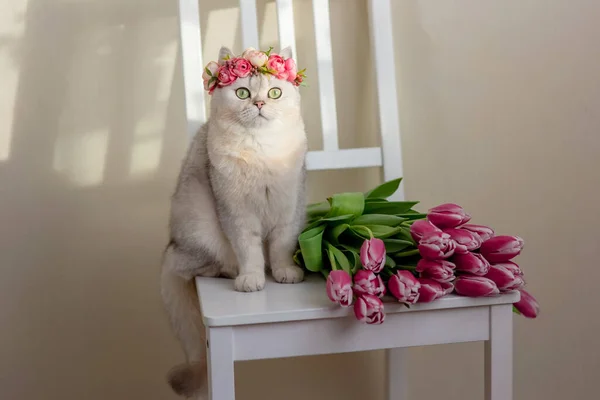 Очаровательная Белая Кошка Короне Розовых Цветов Сидит Букетом Розовых Тюльпанов — стоковое фото