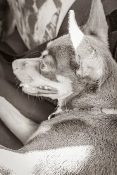 Πολύ Χαρούμενος Και Χαρούμενος Ρωσικό Τεριέ Παιχνίδι Σκυλί Tulum Μεξικό — Φωτογραφία Αρχείου