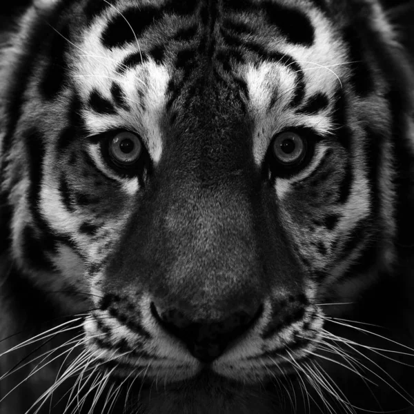 Retrato Tigre Hermoso Gran Primer Plano Gato Tigre Mira Retrato Fotos De Stock