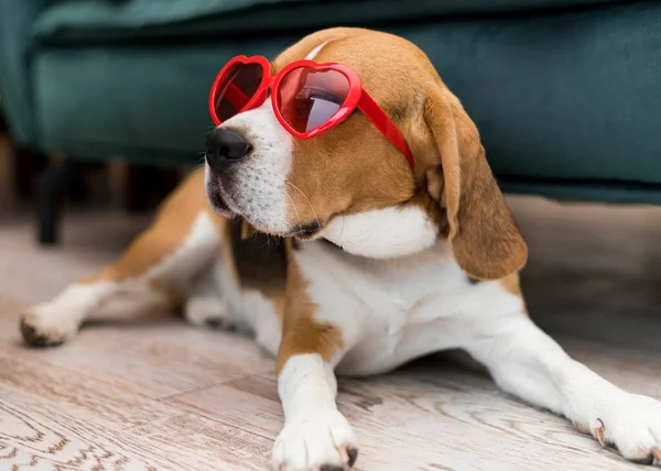 Visão Frontal Engraçado Conceito Bonito Cão — Fotografia de Stock