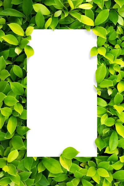 Зелений Лишає Фон Листя Текстури Білий Пропущений Лист — стокове фото