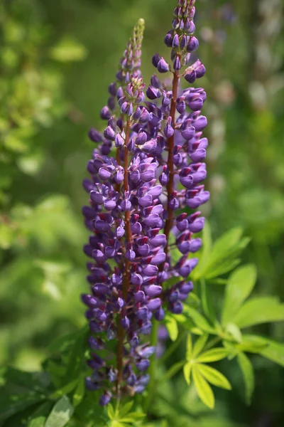 Lupins Sauvages Gros Plan — Photo
