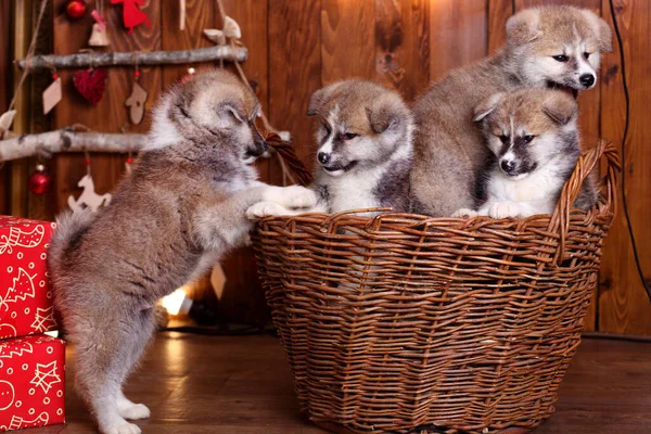 Akita Inu Köpek Yavrusu Ahşap Arka Plan Üzerinde Yatıyor — Stok fotoğraf