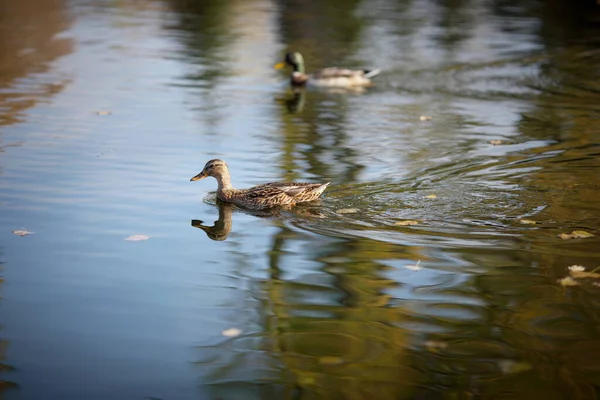 Los Patos Nadan Lago —  Fotos de Stock