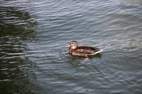 Pato Com Descendência Nadando Rio — Fotografia de Stock