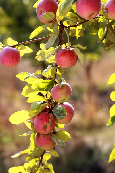 Rode Appels Appelboom Tak — Stockfoto
