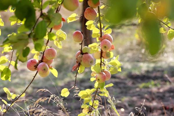 Rote Äpfel Auf Ästen Von Apfelbäumen — Stockfoto