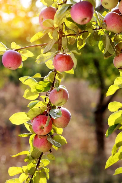 Rode Appels Appelboom Tak — Stockfoto