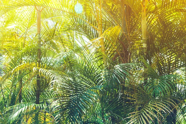 Słoneczny Dżungla Tło Widok — Zdjęcie stockowe